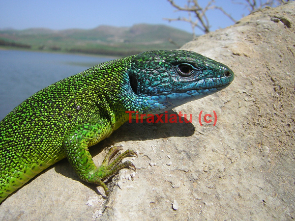Ramarri